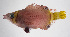  ( - FUT-052)  @11 [ ] CreativeCommons  Attribution Non-Commercial (by-nc) (2016) Unspecified Smithsonian Institution National Museum of Natural History