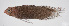  (Amsichthys - FUT-054)  @11 [ ] CreativeCommons  Attribution Non-Commercial (by-nc) (2016) Unspecified Smithsonian Institution National Museum of Natural History