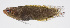  (Pseudoplesiops annae - FUT-058)  @11 [ ] CreativeCommons  Attribution Non-Commercial (by-nc) (2016) Unspecified Smithsonian Institution National Museum of Natural History