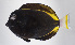  ( - FUT-063)  @11 [ ] CreativeCommons  Attribution Non-Commercial (by-nc) (2016) Unspecified Smithsonian Institution National Museum of Natural History