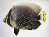  ( - FUT-071)  @11 [ ] CreativeCommons  Attribution Non-Commercial (by-nc) (2016) Unspecified Smithsonian Institution National Museum of Natural History