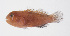  ( - FUT-077)  @11 [ ] CreativeCommons  Attribution Non-Commercial (by-nc) (2016) Unspecified Smithsonian Institution National Museum of Natural History