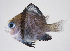  ( - FUT-080)  @11 [ ] CreativeCommons  Attribution Non-Commercial (by-nc) (2016) Unspecified Smithsonian Institution National Museum of Natural History