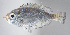 ( - FUT-086)  @11 [ ] CreativeCommons  Attribution Non-Commercial (by-nc) (2016) Unspecified Smithsonian Institution National Museum of Natural History