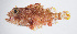  ( - FUT-097)  @11 [ ] CreativeCommons  Attribution Non-Commercial (by-nc) (2016) Unspecified Smithsonian Institution National Museum of Natural History