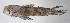  ( - FUT-117)  @11 [ ] CreativeCommons  Attribution Non-Commercial (by-nc) (2016) Unspecified Smithsonian Institution National Museum of Natural History