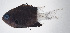  ( - FUT-126)  @11 [ ] CreativeCommons  Attribution Non-Commercial (by-nc) (2016) Unspecified Smithsonian Institution National Museum of Natural History