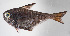  ( - FUT-130)  @11 [ ] CreativeCommons  Attribution Non-Commercial (by-nc) (2016) Unspecified Smithsonian Institution National Museum of Natural History