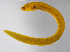  ( - FUT-139)  @11 [ ] CreativeCommons  Attribution Non-Commercial (by-nc) (2016) Unspecified Smithsonian Institution National Museum of Natural History