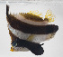  ( - FUT-142)  @11 [ ] CreativeCommons  Attribution Non-Commercial (by-nc) (2016) Unspecified Smithsonian Institution National Museum of Natural History