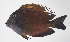 ( - FUT-143)  @11 [ ] CreativeCommons  Attribution Non-Commercial (by-nc) (2016) Unspecified Smithsonian Institution National Museum of Natural History