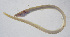  (Muraenichthys - FUT-148)  @11 [ ] CreativeCommons  Attribution Non-Commercial (by-nc) (2016) Unspecified Smithsonian Institution National Museum of Natural History