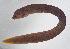  ( - FUT-151)  @11 [ ] CreativeCommons  Attribution Non-Commercial (by-nc) (2016) Unspecified Smithsonian Institution National Museum of Natural History
