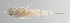  ( - FUT-153)  @11 [ ] CreativeCommons  Attribution Non-Commercial (by-nc) (2016) Unspecified Smithsonian Institution National Museum of Natural History