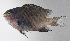  ( - FUT-178)  @11 [ ] CreativeCommons  Attribution Non-Commercial (by-nc) (2016) Unspecified Smithsonian Institution National Museum of Natural History