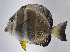  ( - FUT-191)  @11 [ ] CreativeCommons  Attribution Non-Commercial (by-nc) (2016) Unspecified Smithsonian Institution National Museum of Natural History
