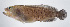  ( - FUT-205)  @11 [ ] CreativeCommons  Attribution Non-Commercial (by-nc) (2016) Unspecified Smithsonian Institution National Museum of Natural History