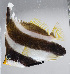  ( - FUT-214)  @11 [ ] CreativeCommons  Attribution Non-Commercial (by-nc) (2016) Unspecified Smithsonian Institution National Museum of Natural History
