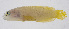  ( - FUT-230)  @11 [ ] CreativeCommons  Attribution Non-Commercial (by-nc) (2016) Unspecified Smithsonian Institution National Museum of Natural History