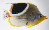  ( - FUT-243)  @11 [ ] CreativeCommons  Attribution Non-Commercial (by-nc) (2016) Unspecified Smithsonian Institution National Museum of Natural History