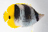  ( - FUT-248)  @11 [ ] CreativeCommons  Attribution Non-Commercial (by-nc) (2016) Unspecified Smithsonian Institution National Museum of Natural History
