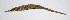  ( - FUT-273)  @11 [ ] CreativeCommons  Attribution Non-Commercial (by-nc) (2016) Unspecified Smithsonian Institution National Museum of Natural History