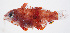  ( - FUT-276)  @11 [ ] CreativeCommons  Attribution Non-Commercial (by-nc) (2016) Unspecified Smithsonian Institution National Museum of Natural History