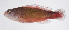  ( - FUT-281)  @11 [ ] CreativeCommons  Attribution Non-Commercial (by-nc) (2016) Unspecified Smithsonian Institution National Museum of Natural History