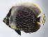  ( - FUT-284)  @11 [ ] CreativeCommons  Attribution Non-Commercial (by-nc) (2016) Unspecified Smithsonian Institution National Museum of Natural History