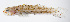  ( - FUT-287)  @11 [ ] CreativeCommons  Attribution Non-Commercial (by-nc) (2016) Unspecified Smithsonian Institution National Museum of Natural History