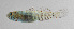  ( - FUT-296)  @11 [ ] CreativeCommons  Attribution Non-Commercial (by-nc) (2016) Unspecified Smithsonian Institution National Museum of Natural History