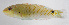  ( - FUT-305)  @11 [ ] CreativeCommons  Attribution Non-Commercial (by-nc) (2016) Unspecified Smithsonian Institution National Museum of Natural History