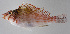 ( - FUT-322)  @11 [ ] CreativeCommons  Attribution Non-Commercial (by-nc) (2016) Unspecified Smithsonian Institution National Museum of Natural History