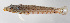  ( - FUT-329)  @11 [ ] CreativeCommons  Attribution Non-Commercial (by-nc) (2016) Unspecified Smithsonian Institution National Museum of Natural History