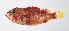  ( - FUT-346)  @11 [ ] CreativeCommons  Attribution Non-Commercial (by-nc) (2016) Unspecified Smithsonian Institution National Museum of Natural History