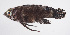  ( - FUT-348)  @11 [ ] CreativeCommons  Attribution Non-Commercial (by-nc) (2016) Unspecified Smithsonian Institution National Museum of Natural History