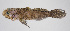  (Callogobius maculipinnis - FUT-357)  @11 [ ] CreativeCommons  Attribution Non-Commercial (by-nc) (2016) Unspecified Smithsonian Institution National Museum of Natural History