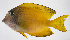  ( - FUT-365)  @11 [ ] CreativeCommons  Attribution Non-Commercial (by-nc) (2016) Unspecified Smithsonian Institution National Museum of Natural History