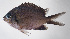  (Chromis alpha - FUT-367)  @11 [ ] CreativeCommons  Attribution Non-Commercial (by-nc) (2016) Unspecified Smithsonian Institution National Museum of Natural History