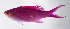  ( - FUT-370)  @11 [ ] CreativeCommons  Attribution Non-Commercial (by-nc) (2016) Unspecified Smithsonian Institution National Museum of Natural History