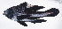  ( - FUT-375)  @11 [ ] CreativeCommons  Attribution Non-Commercial (by-nc) (2016) Unspecified Smithsonian Institution National Museum of Natural History