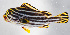  ( - FUT-380)  @11 [ ] CreativeCommons  Attribution Non-Commercial (by-nc) (2016) Unspecified Smithsonian Institution National Museum of Natural History