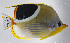  ( - FUT-381)  @11 [ ] CreativeCommons  Attribution Non-Commercial (by-nc) (2016) Unspecified Smithsonian Institution National Museum of Natural History