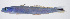  ( - FUT-383)  @11 [ ] CreativeCommons  Attribution Non-Commercial (by-nc) (2016) Unspecified Smithsonian Institution National Museum of Natural History