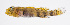  ( - FUT-390)  @11 [ ] CreativeCommons  Attribution Non-Commercial (by-nc) (2016) Unspecified Smithsonian Institution National Museum of Natural History