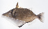 ( - FUT-398)  @11 [ ] CreativeCommons  Attribution Non-Commercial (by-nc) (2016) Unspecified Smithsonian Institution National Museum of Natural History