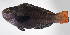  (Chlorurus japanensis - FUT-405)  @11 [ ] CreativeCommons  Attribution Non-Commercial (by-nc) (2016) Unspecified Smithsonian Institution National Museum of Natural History
