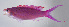  ( - FUT-406)  @11 [ ] CreativeCommons  Attribution Non-Commercial (by-nc) (2016) Unspecified Smithsonian Institution National Museum of Natural History