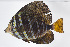  ( - FUT-408)  @11 [ ] CreativeCommons  Attribution Non-Commercial (by-nc) (2016) Unspecified Smithsonian Institution National Museum of Natural History