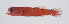  ( - FUT-420)  @11 [ ] CreativeCommons  Attribution Non-Commercial (by-nc) (2016) Unspecified Smithsonian Institution National Museum of Natural History